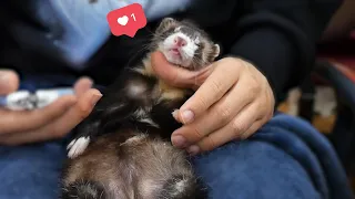 월요병이 힘든 아기 페럿 에스테틱 | Baby ferret who hates Monday gets aesthetic service