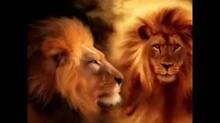 The Lion of Judah is Roaring