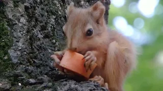 Бельчонок и морковка / Baby squirrel and carrot