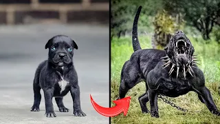 I'm A Big Kid Now | Baby Cute Dogs And Cats Grow Up 2024 #1