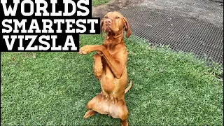 Worlds Smartest Vizsla