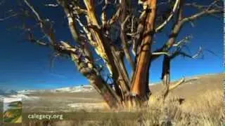 The Ancient Bristlecone Pine - The California Environmental Legacy Project