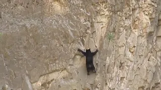 Rock Climbing Bears .Kermode bear catching and eating salmon