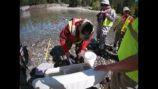 World Fish Migration Day -  Cle Elum Dam Helix Passage System Spring Fish Release (May 2024)