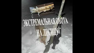 Экстремальная охота на лису. Охота на приваде. Fox hunting. Fox control