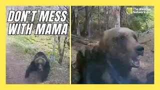 Mother Bear Attacks Car While Defending Cub This Spring