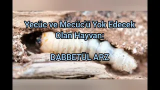 Yecüc ve Mecüc'ü Yok Edecek Olan Hayvan: DABBETÜL ARZ