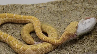 ALBINO WESTERN DIAMONDBACK RATTLESNAKE - Crotalus Atrox FEEDING