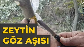 Zeytin Göz Aşısı Nasıl Yapılır ?