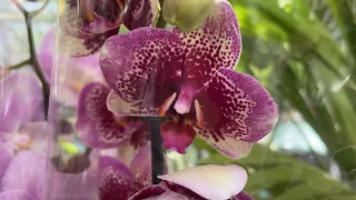 В Бауцентре поступление орхидей.