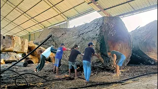 1 billion queen joglo artists paid cash for the largest tamarind wood from sawmills and sawn wood