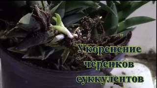 Укоренение черенков суккулентов.  Суккуленты зимой.