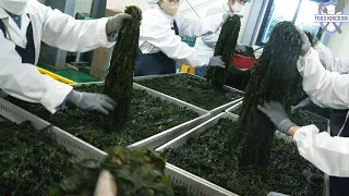 Overwhelming! Salted seaweed mass production factory