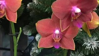 Завоз орхидей с названиями в Оби 7 ноября 2019г. Чармер, Мзйджик Арт,Mozart, Ferara....