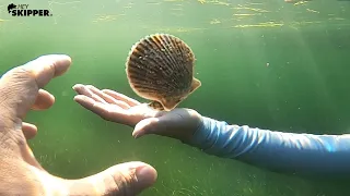 How To Catch SCALLOPS to Eat for Dinner! (This is SO EASY!)