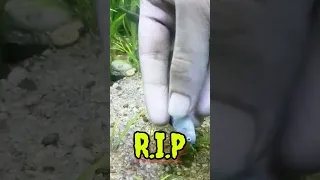 Moby Died!😭😭 | My Favourite Fish💔💔