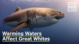 How Climate Change Affects Great White Sharks