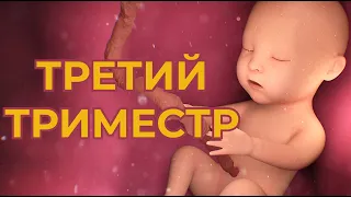 Третий Триместр Беременности.  Что Нельзя Беременным в 3 Триместре ?