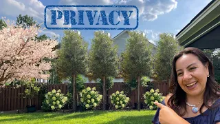 Try these if you’re looking for privacy in your backyard!