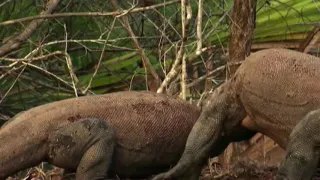 E02 05 Big Five Asien Der Komodowaran