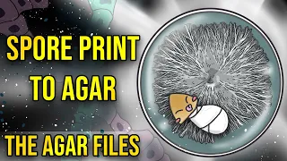 The Agar Files - Spore Print to Agar (Intro to Agar)