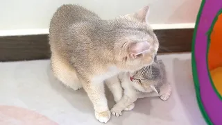 The sound of the mother cat talking to her kittens is so sweet