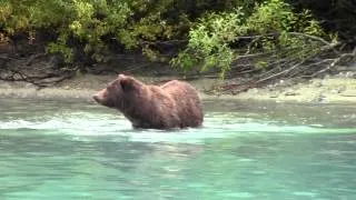 Alaska bear viewing Lake Clark NP