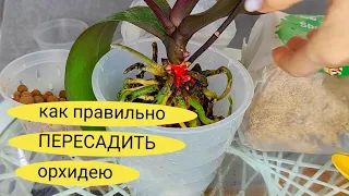 НЕ ПЕРЕСАЖИВАЙТЕ ОРХИДЕЮ, пока НЕ ПОСМОТРИТЕ Это ВИДЕО ❗