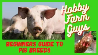 Beginners Guide to Pig Breeds