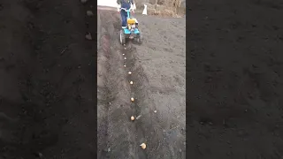 Посадка картошки под плуг