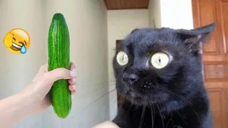 Funniest Cats and Dogs 😹😍 Best Funny Cats Videos 😻