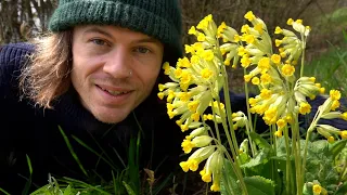 Schlüsselblume - Wildpflanze der verborgenen Schätze