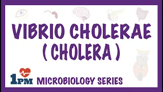 Vibrio Cholerae (Cholera) - Pathophysiology - Symptoms - Diagnosis - Treatment