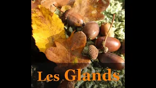 Glands de chênes cueillette d'automne unis vers nature