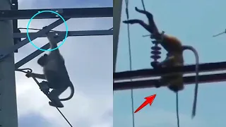 Emergency Rescue Of Poor Monkey Suffering From Electric Shock! Best Rescue Animals