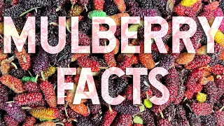 The American Mulberry (aka the Red Mulberry) is amazing