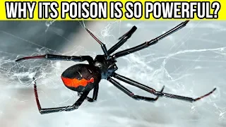 Why Is The BLACK WIDOW’S POISON So Powerful 🕷