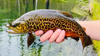 Overland drive, hiking, and fly fishing in the mountains of Utah. Part 1 Tiger trout.