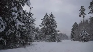 Сказочно-снежный зимний лес Тольятти... 02.01.2022 г.  Автор ролика Меркулова Наталья