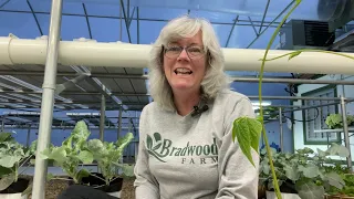 Flower Propagation and hydroponic greenhouse update. Doug needs wood.