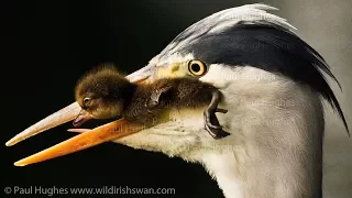 Dramatic scenes in a duck nesting habitat with a heron that's eating ducklings for wild prey 🦅