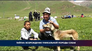 Тайган: возрождение уникальной породы собак