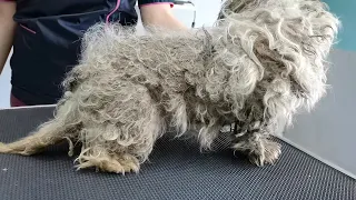 WORST Dog Condition I've EVER Seen I FULLY MATTED (With Fleas and Ticks)