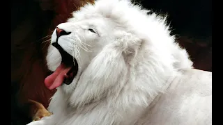 Прикол#Король лев уже не тот..)