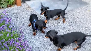 Reunion of Dachshund mother and 2 children| Loulou & Coco see Tank and Nugget again.