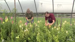 Flower farm | Cuts of Color |Central Texas Gardener