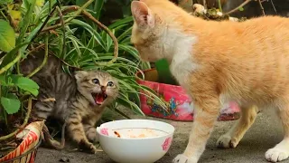 Kitten intimidation, kitten fight, cat bullying [Collection]