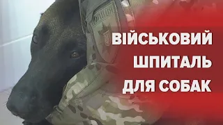 🐕‍🦺Оперували в бліндажах, і в окопах: як ВІЙСЬКОВИЙ ВЕТЕРИНАРНИЙ РЕАНІМОБІЛЬ рятує поранених собак