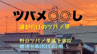 #88 近所の野良ツバメ巣落下事故・雛達を救出せよ/No.5