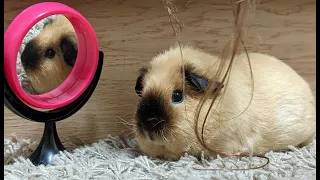 Морская свинка и зеркало / Guinea pig playing with a mirror